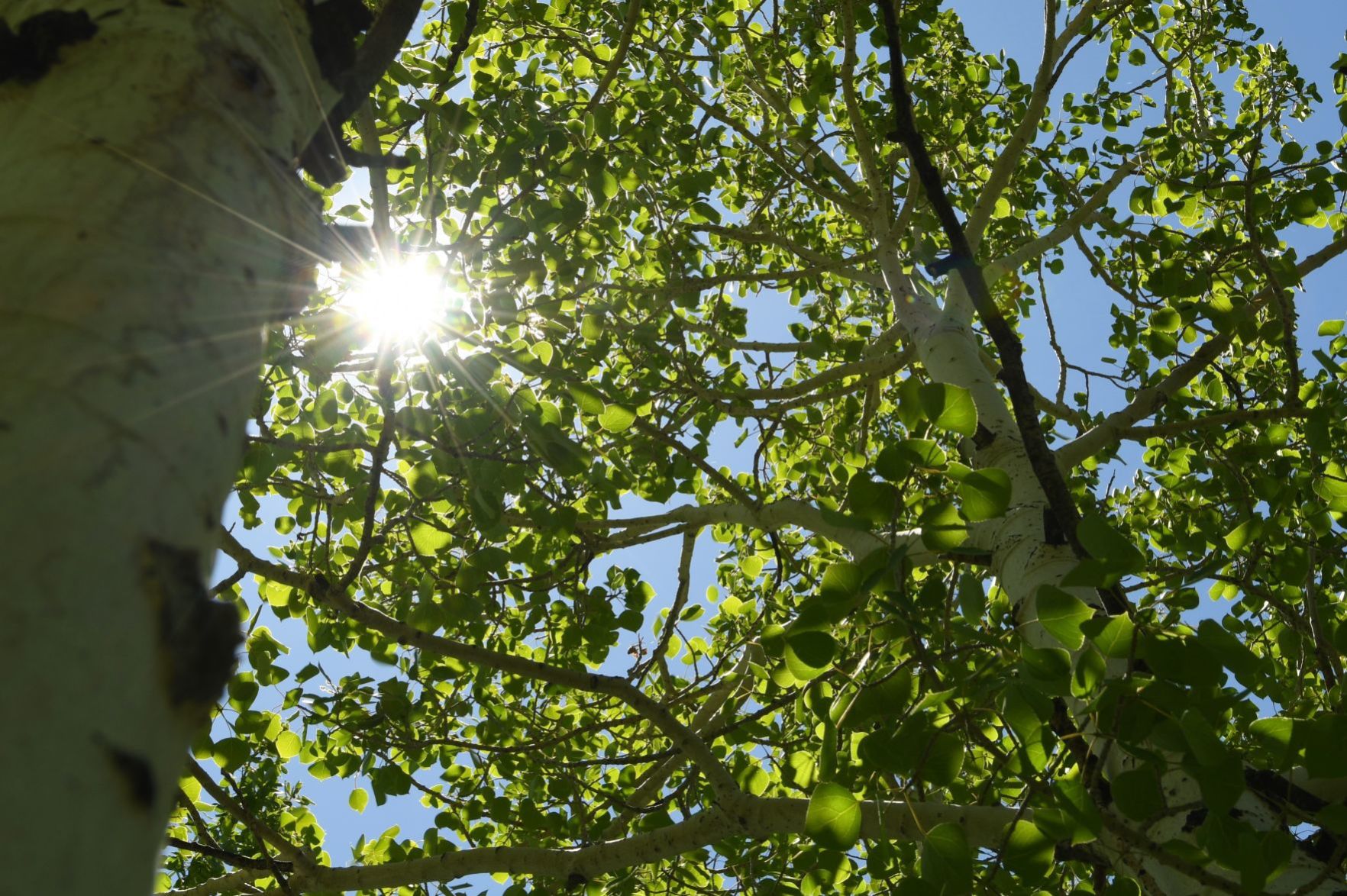 Nature Trail